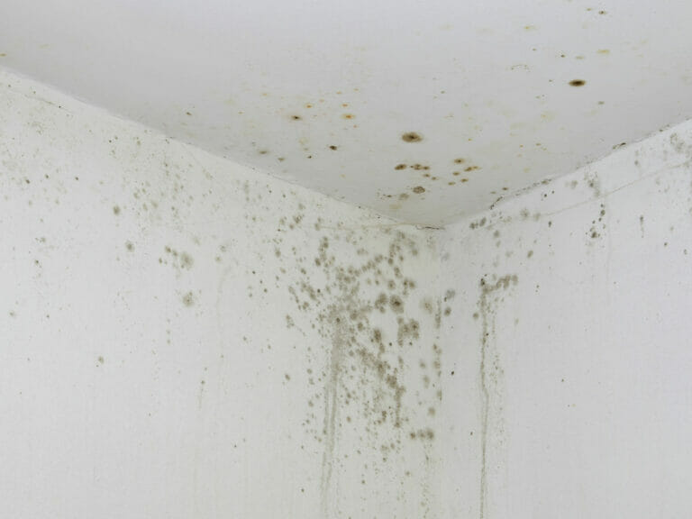 Unico & Mid Devon Case Study damp mould